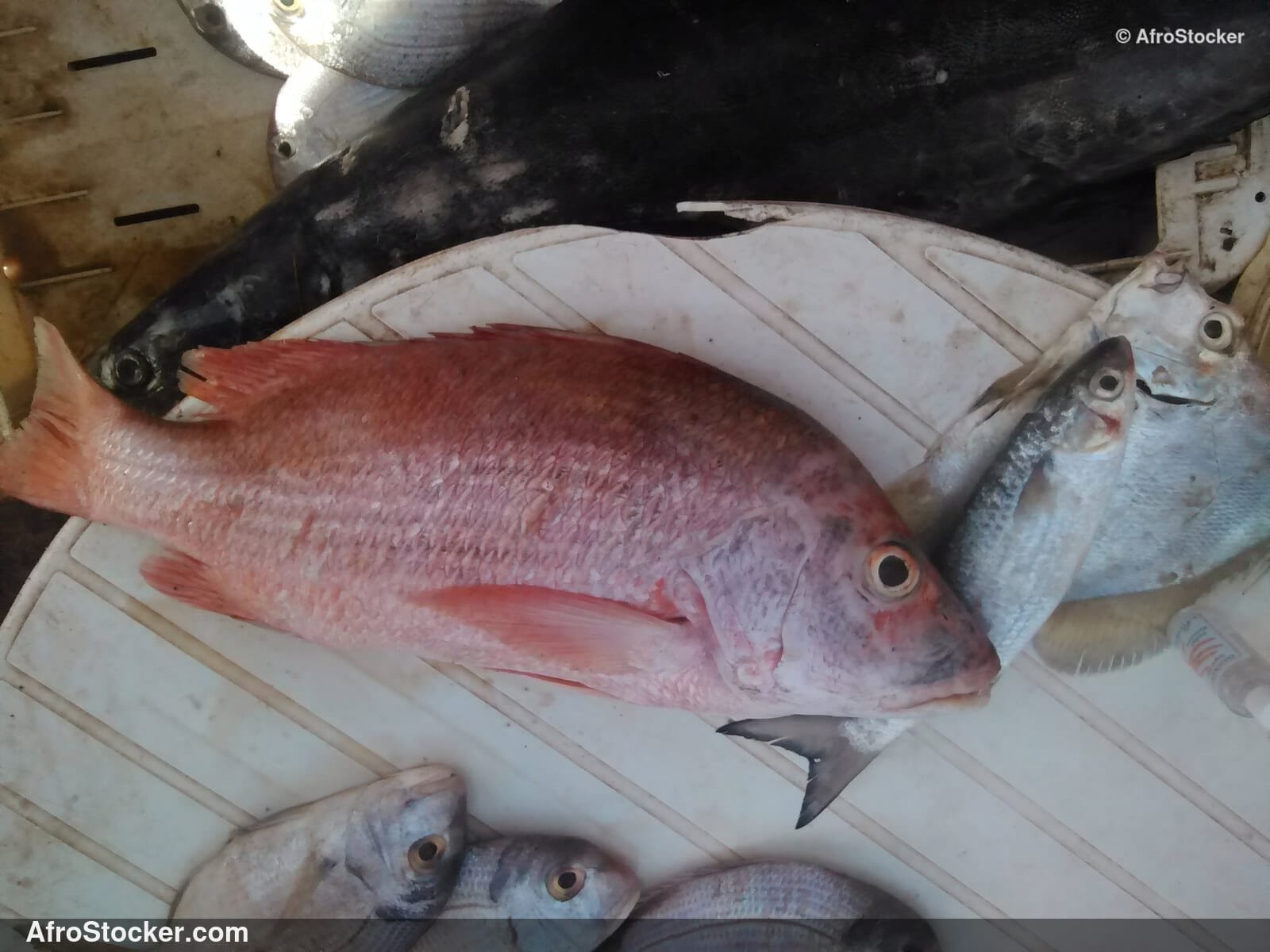 Fish Seller Riverside Africa / Marchand de Poissons Afrique Riveraine | AfroStocker