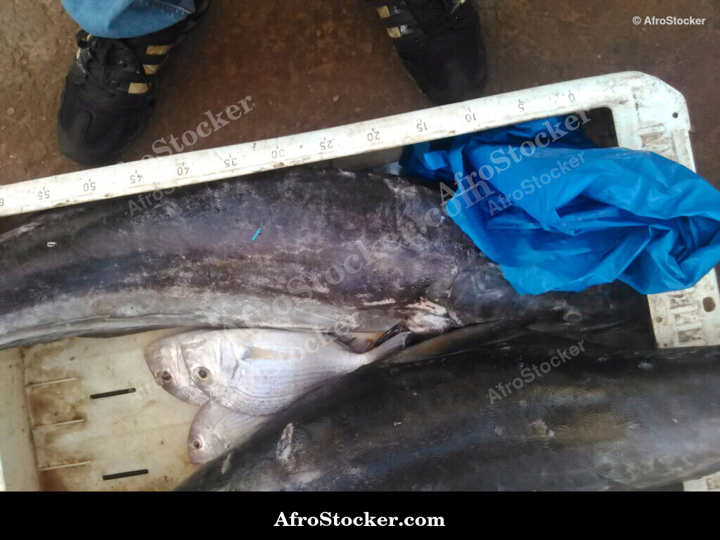 Fresh Fish Riverside Africa / Poissons Frais Afrique Riveraine | AfroStocker
