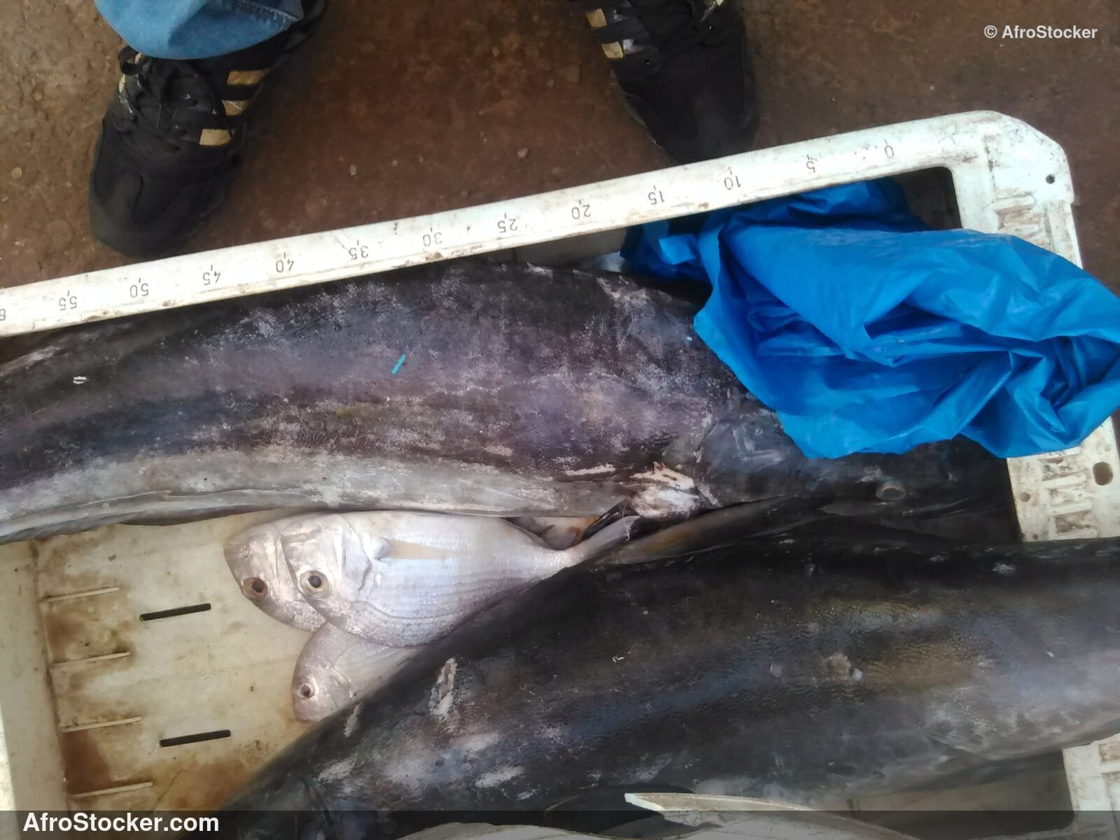 Fresh Fish Riverside Africa / Poissons Frais Afrique Riveraine | AfroStocker