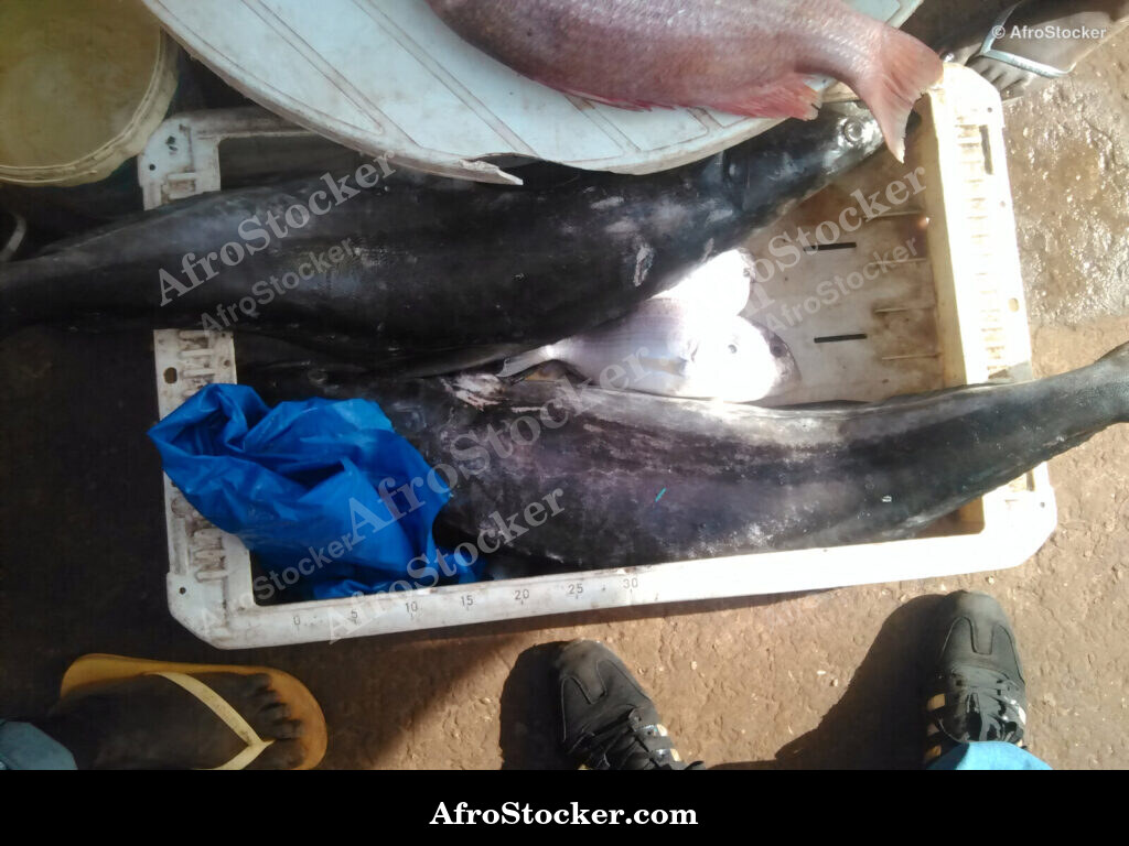 Fish Market West Africa / Marché aux Poissons Afrique de l'Ouest | AfroStocker