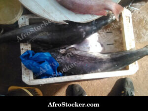 Fish Market West Africa - Village Scene