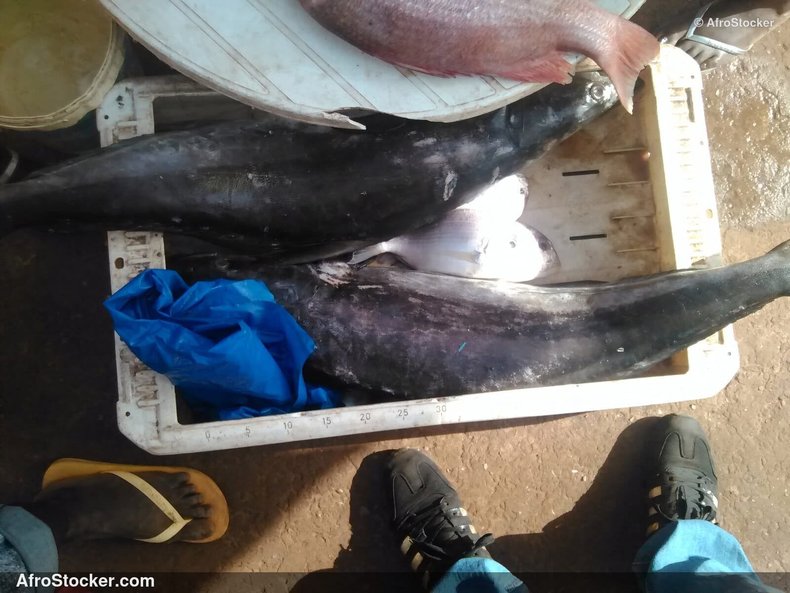 Fish Market West Africa / Marché aux Poissons Afrique de l'Ouest | AfroStocker