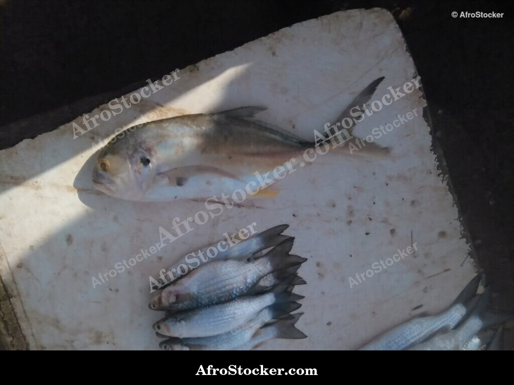 Fish Vendor West Africa / Vendeur de Poissons Afrique de l'Ouest | AfroStocker