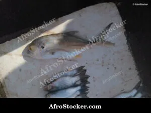 Fish Vendor West Africa - Village Scene