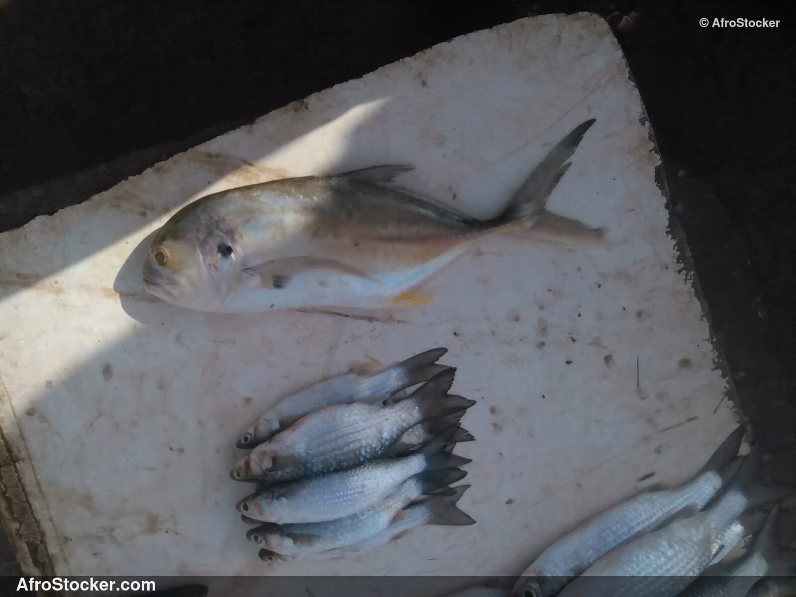 Fish Vendor West Africa / Vendeur de Poissons Afrique de l'Ouest | AfroStocker