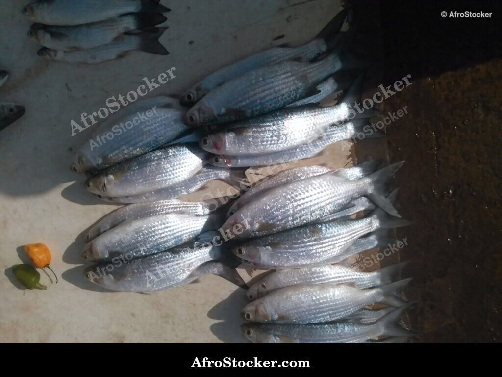 Fish Catch West Africa / Pêche Afrique de l'Ouest | AfroStocker