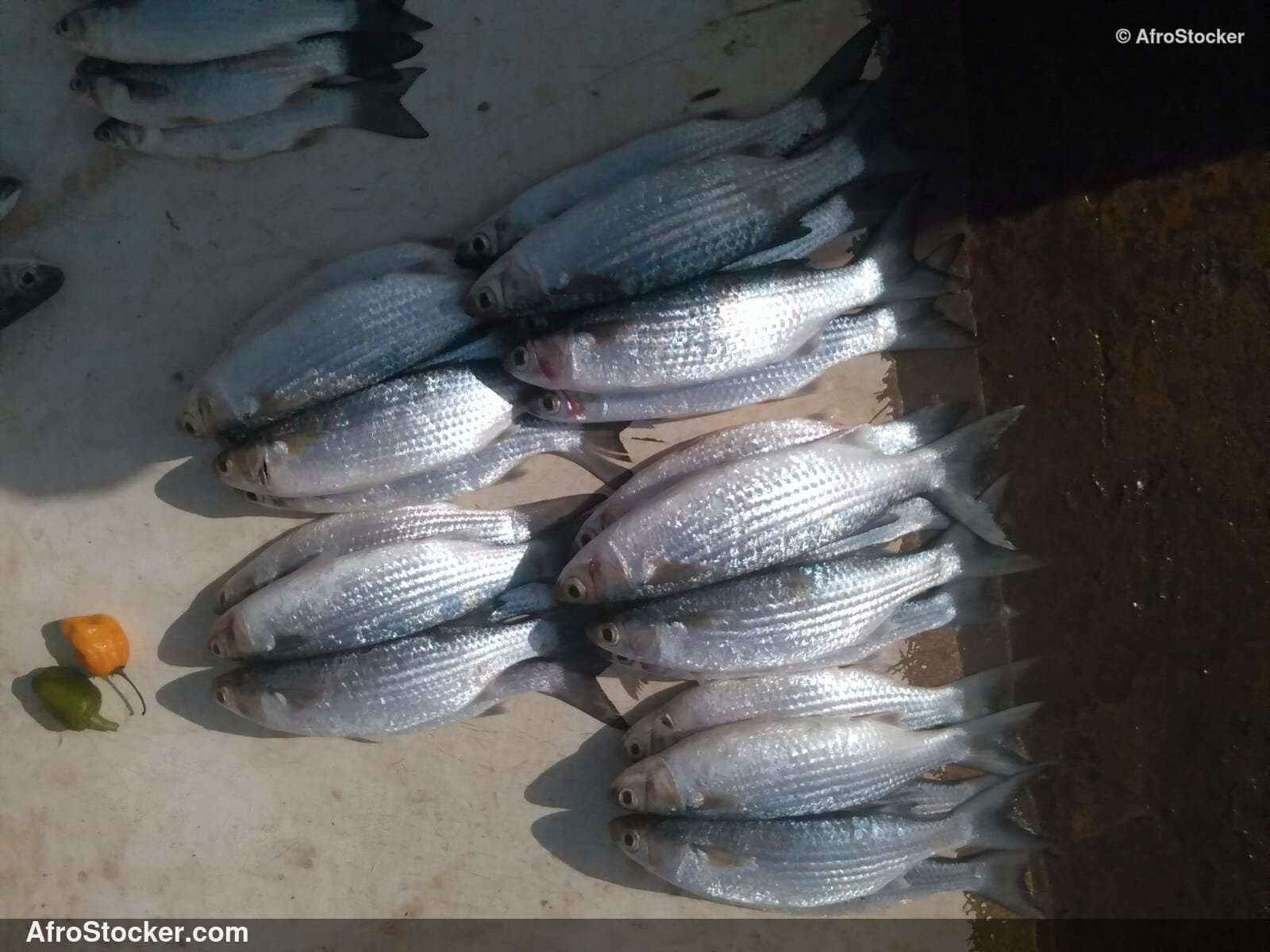 Fish Catch West Africa / Pêche Afrique de l'Ouest | AfroStocker