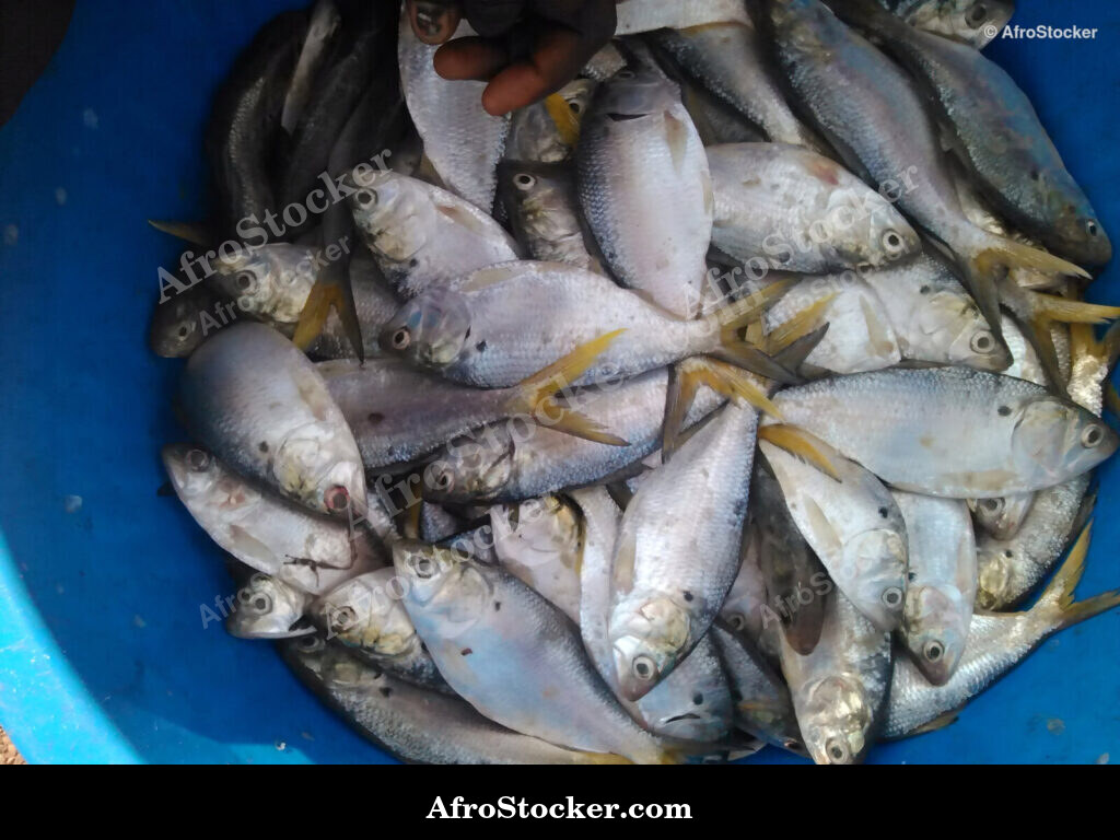 Fish Display Coastal Village / Étalage de Poissons Village Côtier | AfroStocker