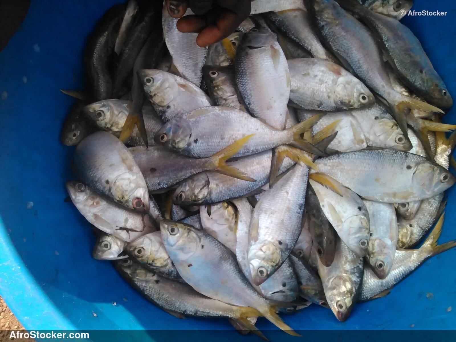 Fish Display Coastal Village / Étalage de Poissons Village Côtier | AfroStocker