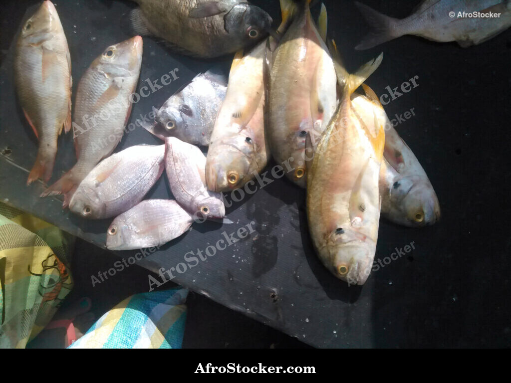 Fish Stall Coastal Village / Stand de Poissons Village Côtier | AfroStocker