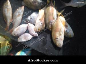 Fish Stall Coastal Village - Market Day