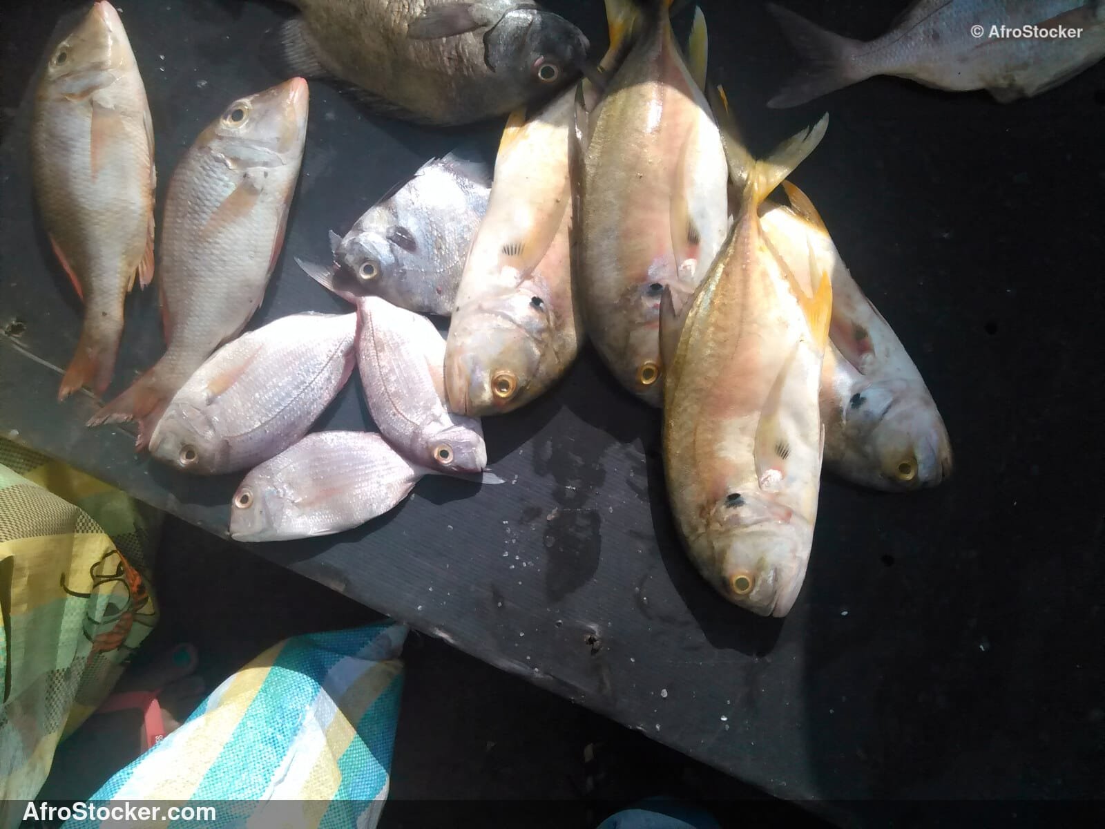Fish Stall Coastal Village / Stand de Poissons Village Côtier | AfroStocker