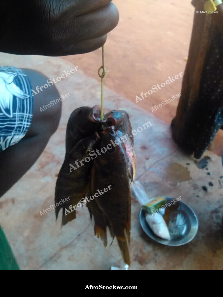 Fish Trade Local Market / Commerce de Poissons Marché Local | AfroStocker