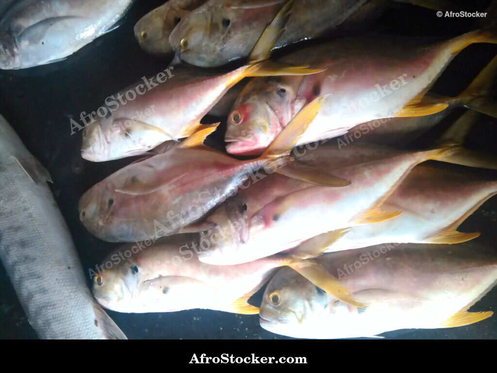 Fish Stall Village Market / Stand de Poissons Marché du Village | AfroStocker