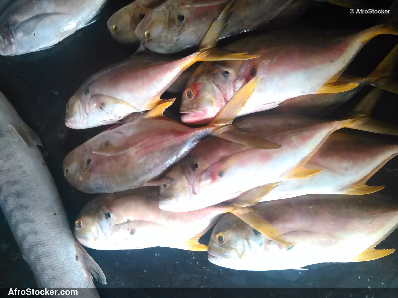 Fish Stall Village Market / Stand de Poissons Marché du Village | AfroStocker