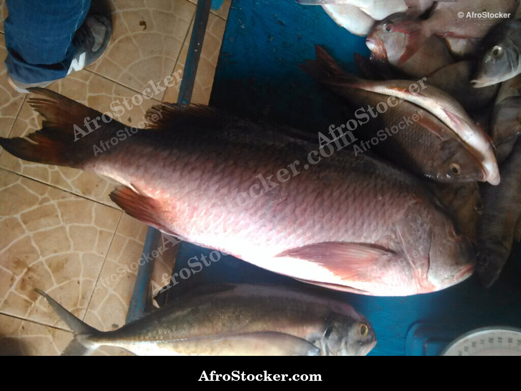 Fresh Fish Seaside Africa / Poissons Frais Afrique Côtière | AfroStocker