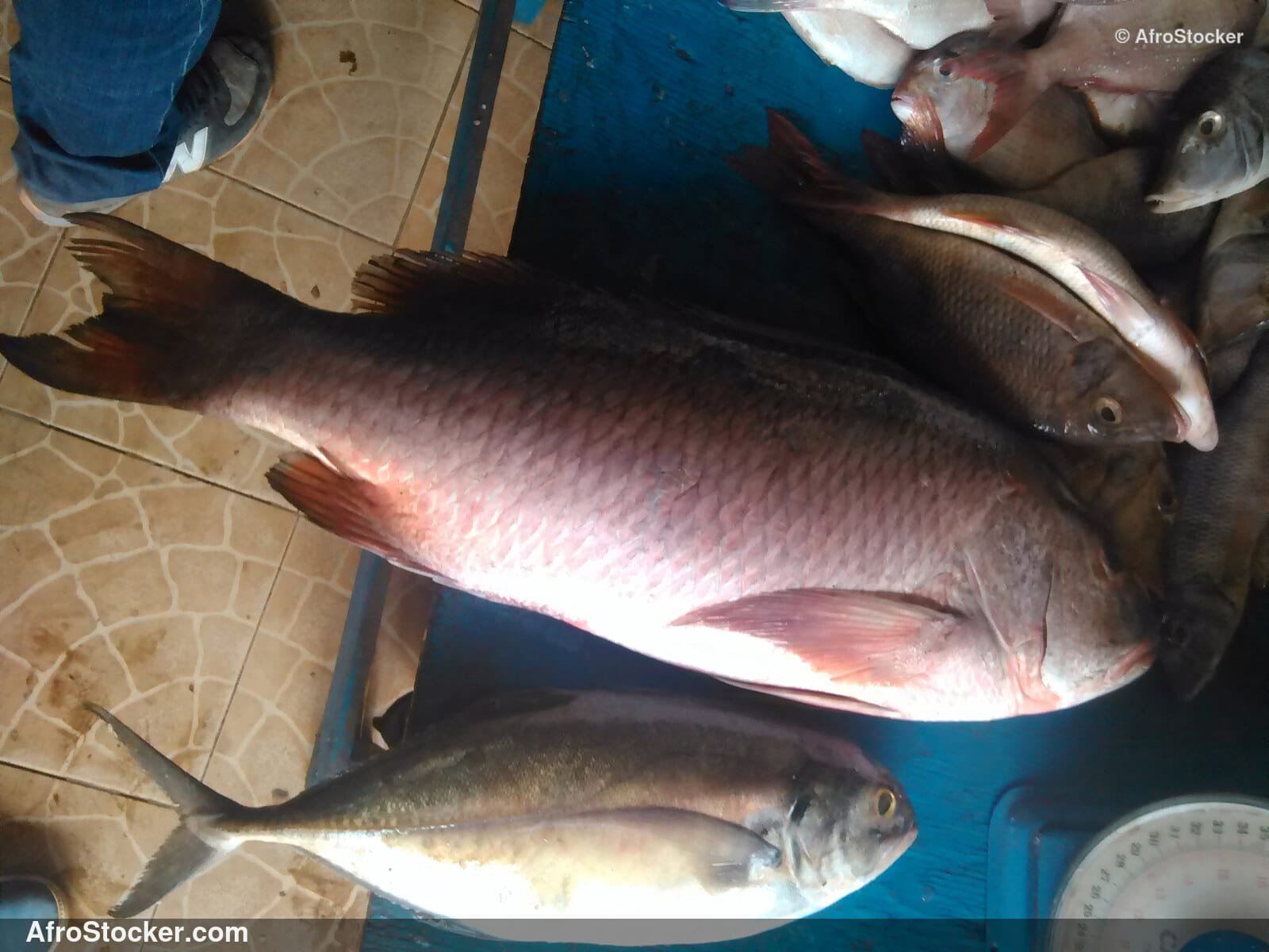 Fresh Fish Seaside Africa / Poissons Frais Afrique Côtière | AfroStocker