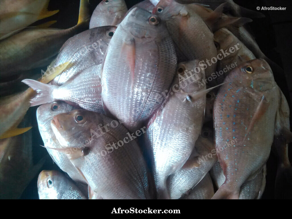 Fish Market Seaside Africa / Marché aux Poissons Afrique Côtière | AfroStocker