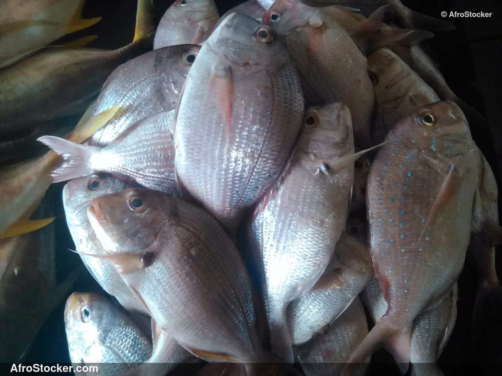 Fish Market Seaside Africa / Marché aux Poissons Afrique Côtière | AfroStocker