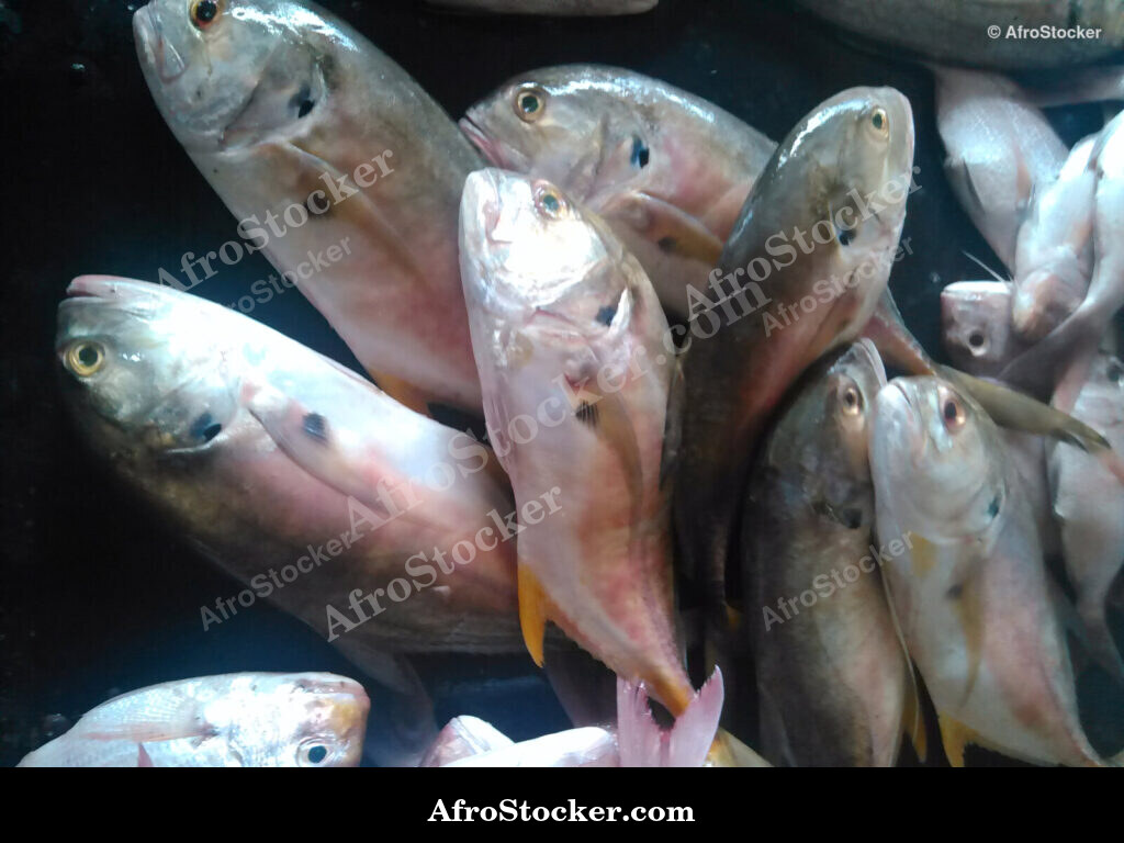 Fish Vendor Seaside Africa / Vendeur de Poissons Afrique Côtière | AfroStocker