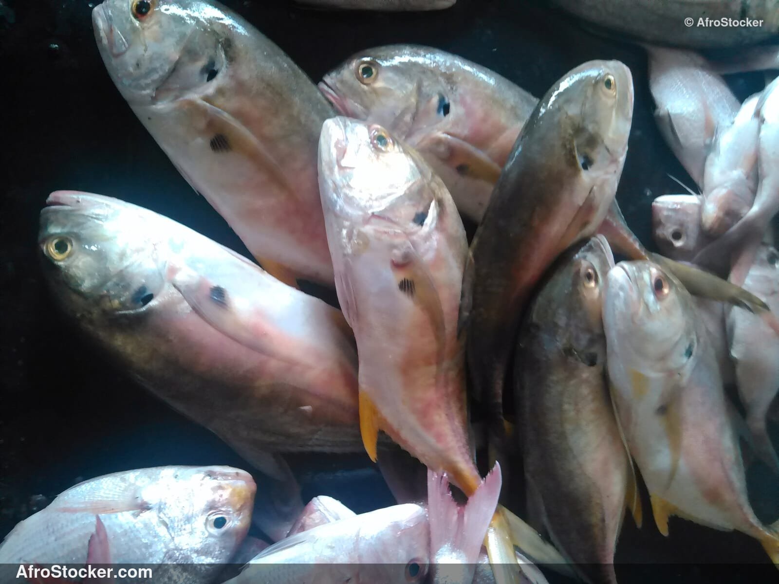 Fish Vendor Seaside Africa / Vendeur de Poissons Afrique Côtière | AfroStocker