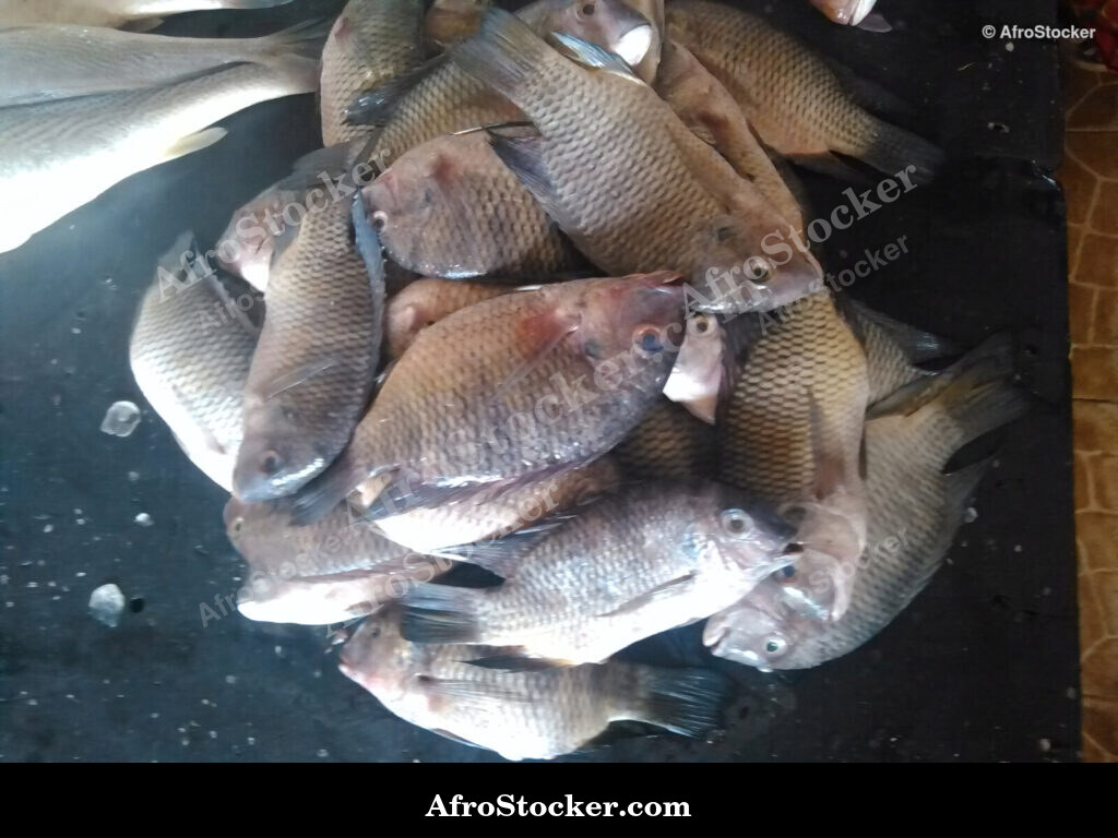 Fish Catch Traditional Africa / Pêche Afrique Traditionnelle | AfroStocker