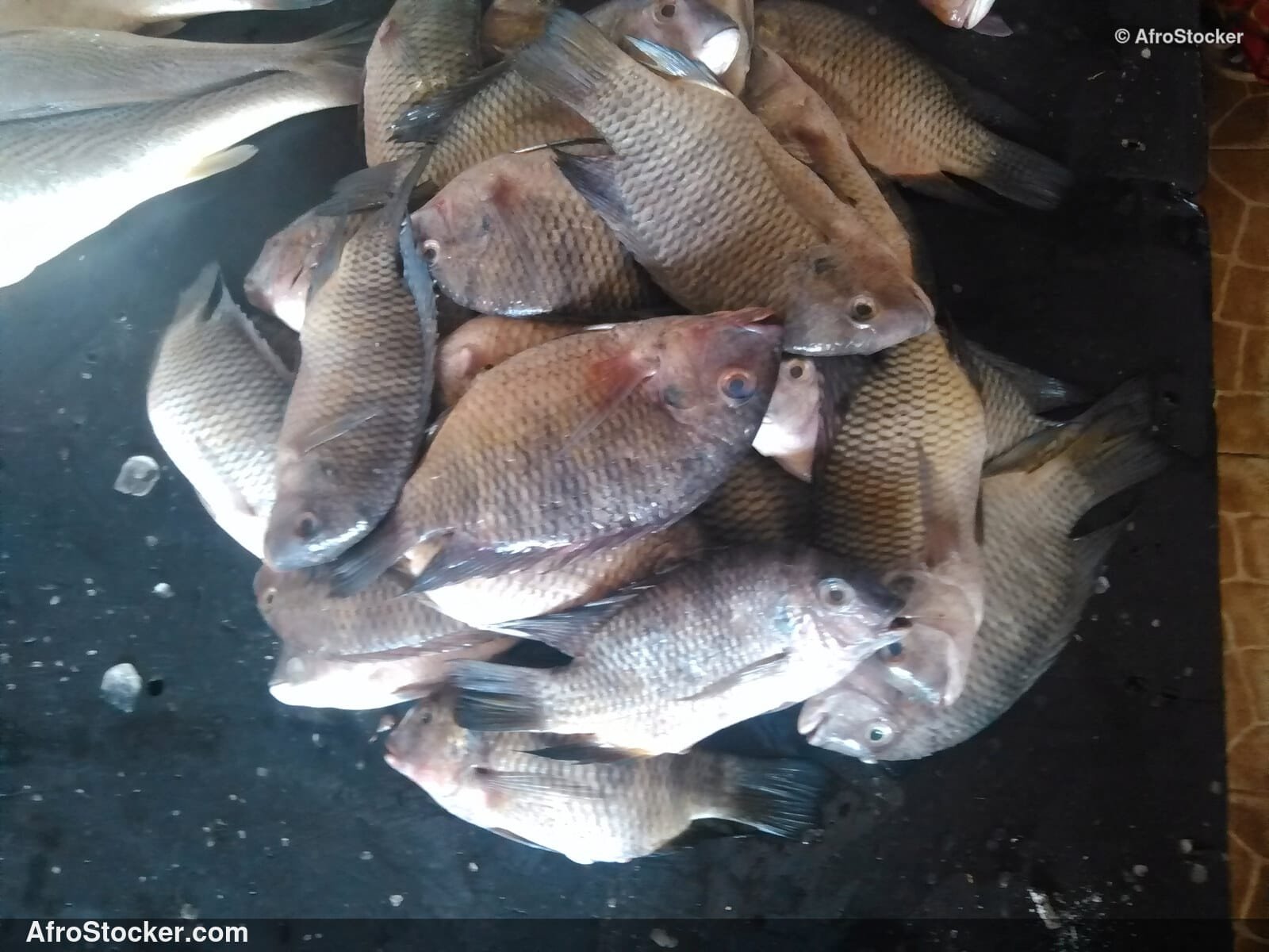 Fish Catch Traditional Africa / Pêche Afrique Traditionnelle | AfroStocker