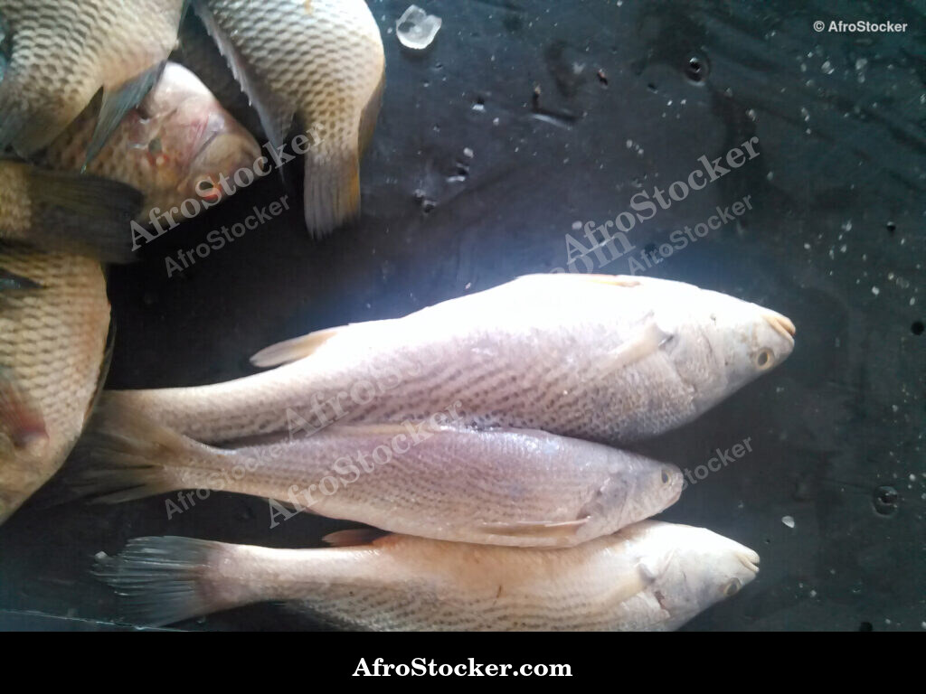 Fish Trade Traditional Africa / Commerce de Poissons Afrique Traditionnelle | AfroStocker