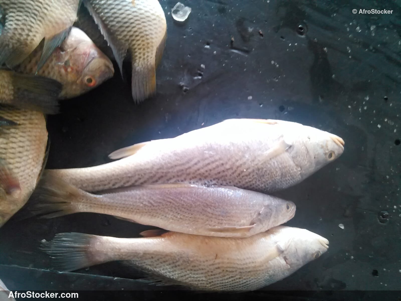 Fish Trade Traditional Africa / Commerce de Poissons Afrique Traditionnelle | AfroStocker