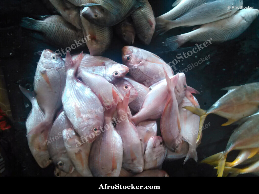 Fish Display Traditional Africa / Étalage de Poissons Afrique Traditionnelle | AfroStocker