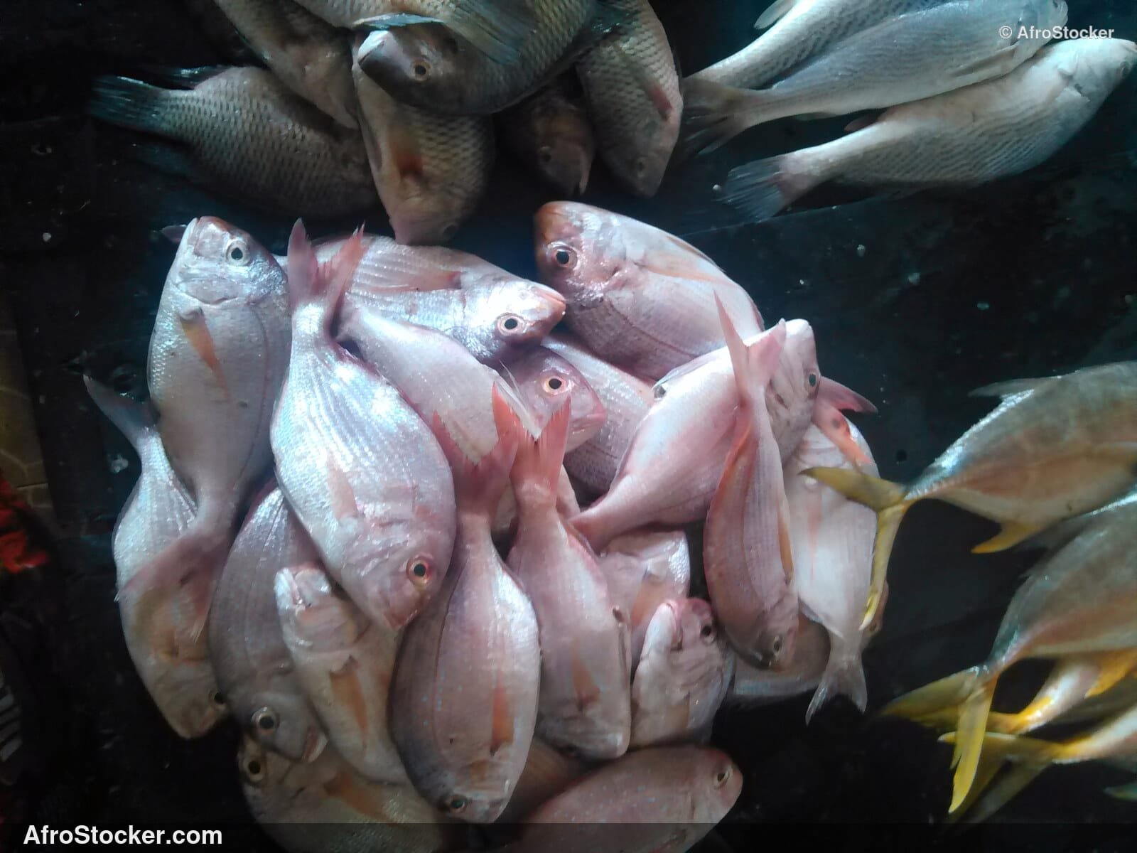 Fish Display Traditional Africa / Étalage de Poissons Afrique Traditionnelle | AfroStocker