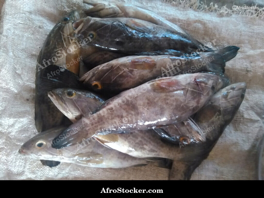 Fish Stall Riverside Africa / Stand de Poissons Afrique Riveraine | AfroStocker