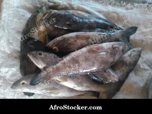 Fish Stall Riverside Africa - Traditional Setting