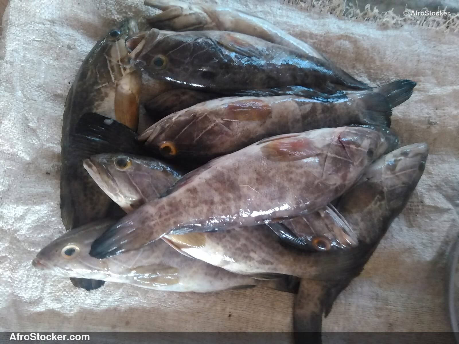 Fish Stall Riverside Africa / Stand de Poissons Afrique Riveraine | AfroStocker