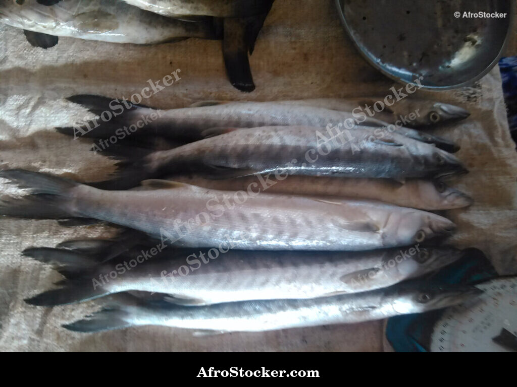 Fish Seller Riverside Africa / Marchand de Poissons Afrique Riveraine | AfroStocker