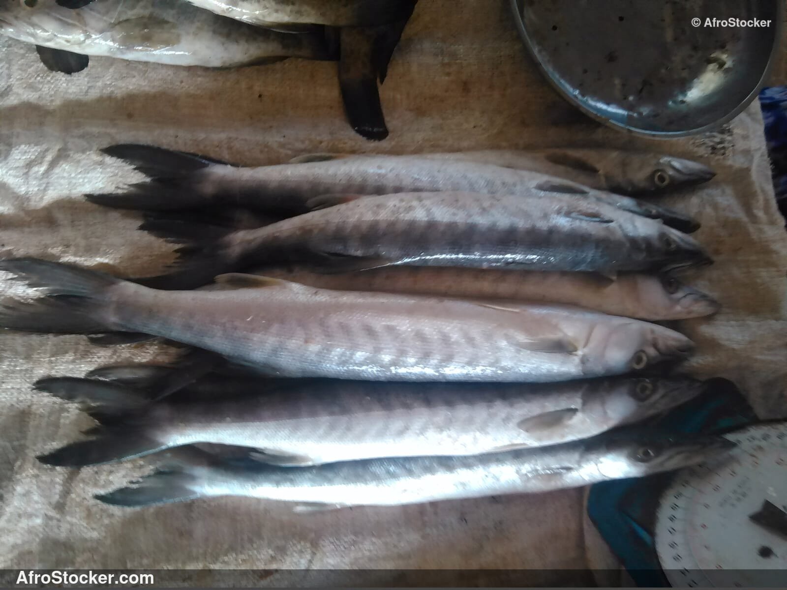 Fish Seller Riverside Africa / Marchand de Poissons Afrique Riveraine | AfroStocker