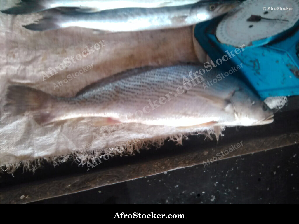 Fresh Fish Riverside Africa / Poissons Frais Afrique Riveraine | AfroStocker