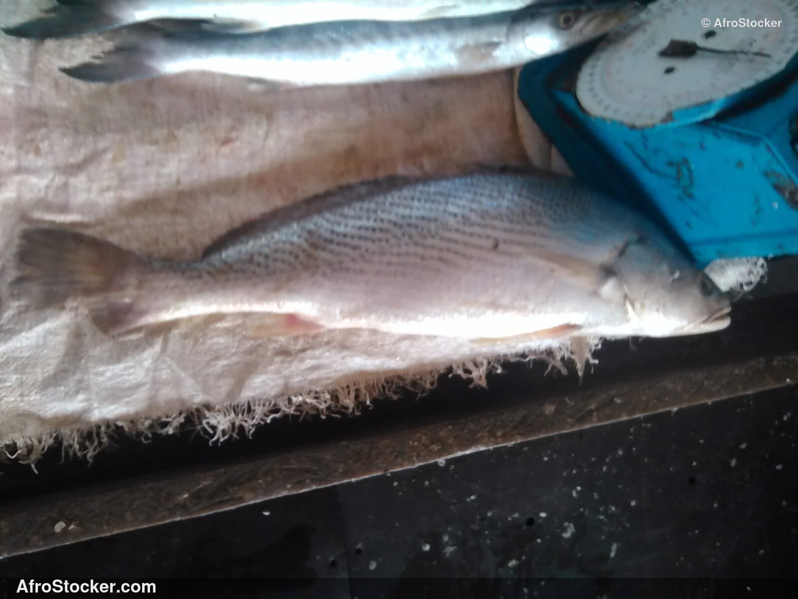 Fresh Fish Riverside Africa / Poissons Frais Afrique Riveraine | AfroStocker