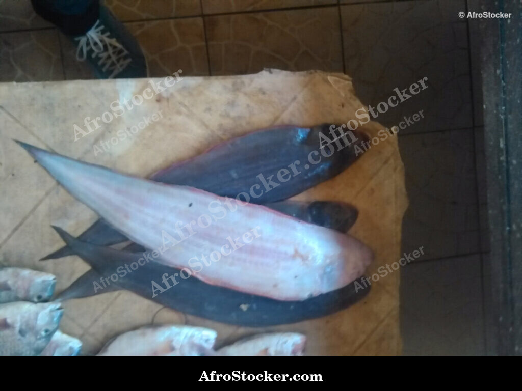Fish Market West Africa / Marché aux Poissons Afrique de l'Ouest | AfroStocker