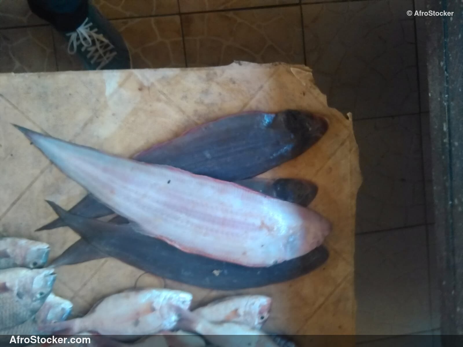 Fish Market West Africa / Marché aux Poissons Afrique de l'Ouest | AfroStocker
