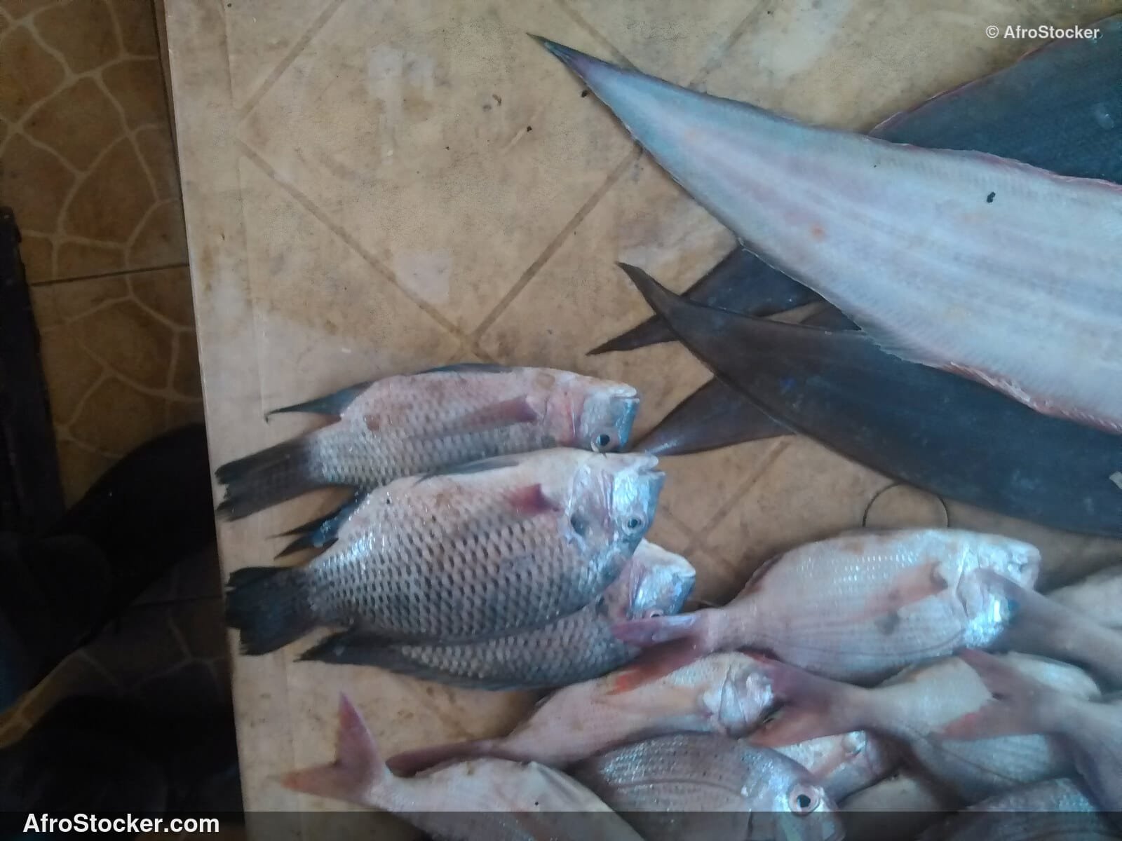 Fish Vendor West Africa / Vendeur de Poissons Afrique de l'Ouest | AfroStocker
