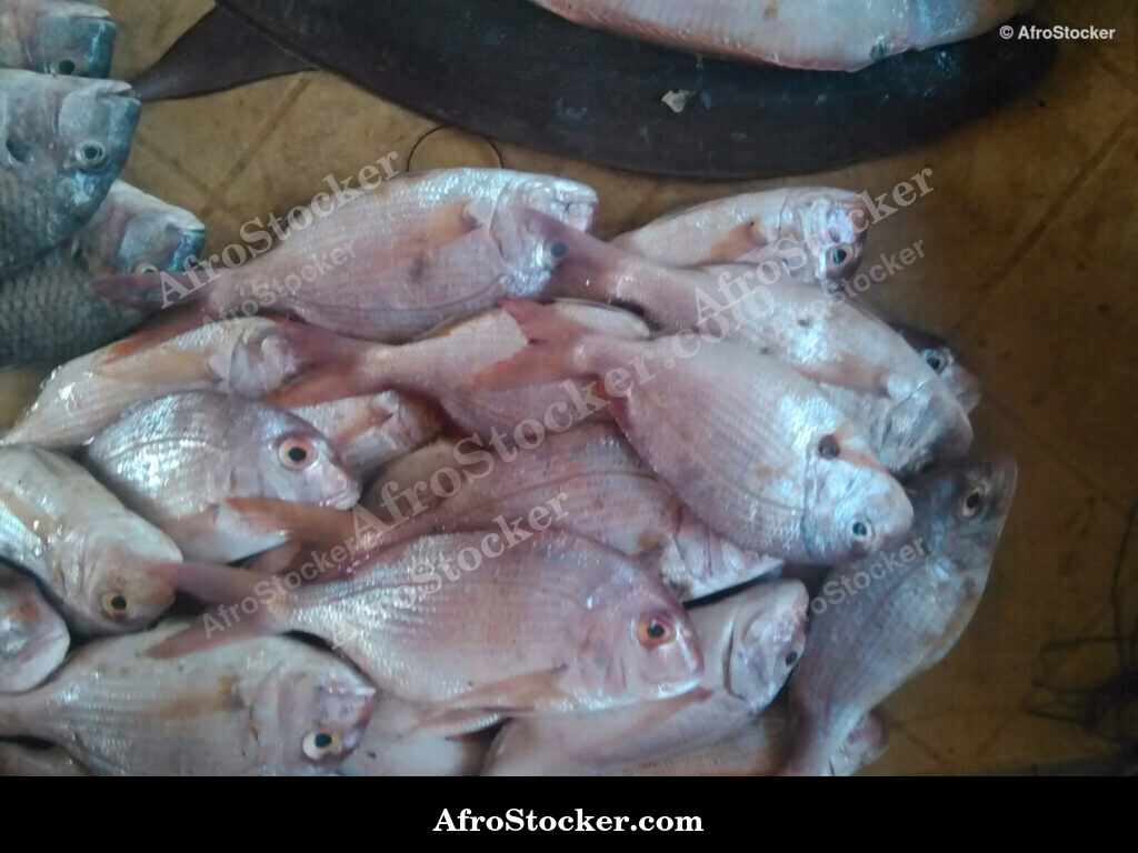 Fish Catch West Africa / Pêche Afrique de l'Ouest | AfroStocker