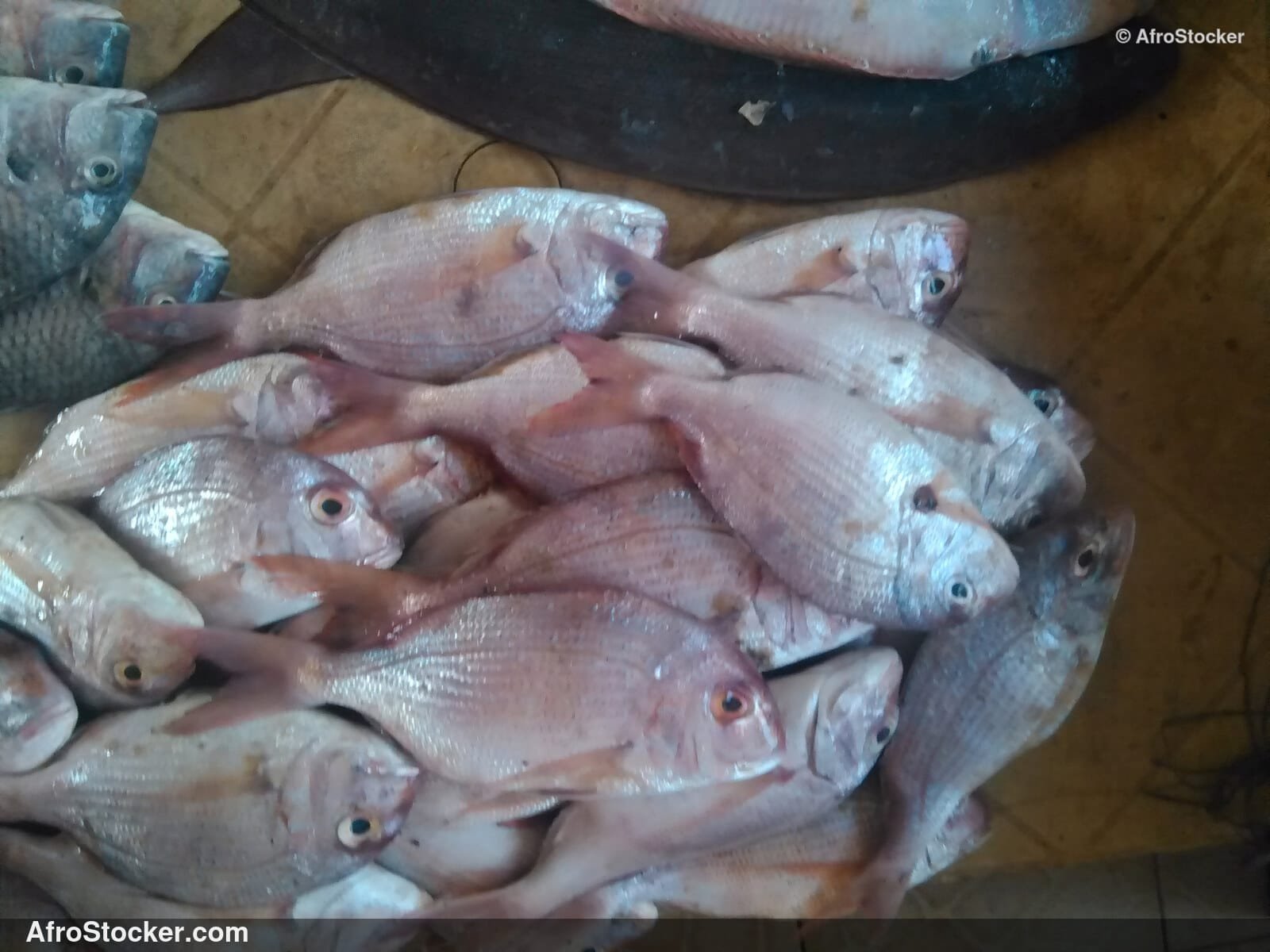 Fish Catch West Africa / Pêche Afrique de l'Ouest | AfroStocker