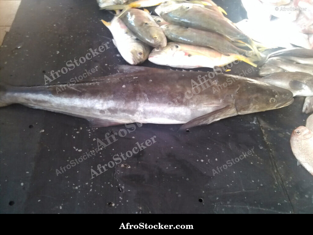 Fish Stall Coastal Village / Stand de Poissons Village Côtier | AfroStocker