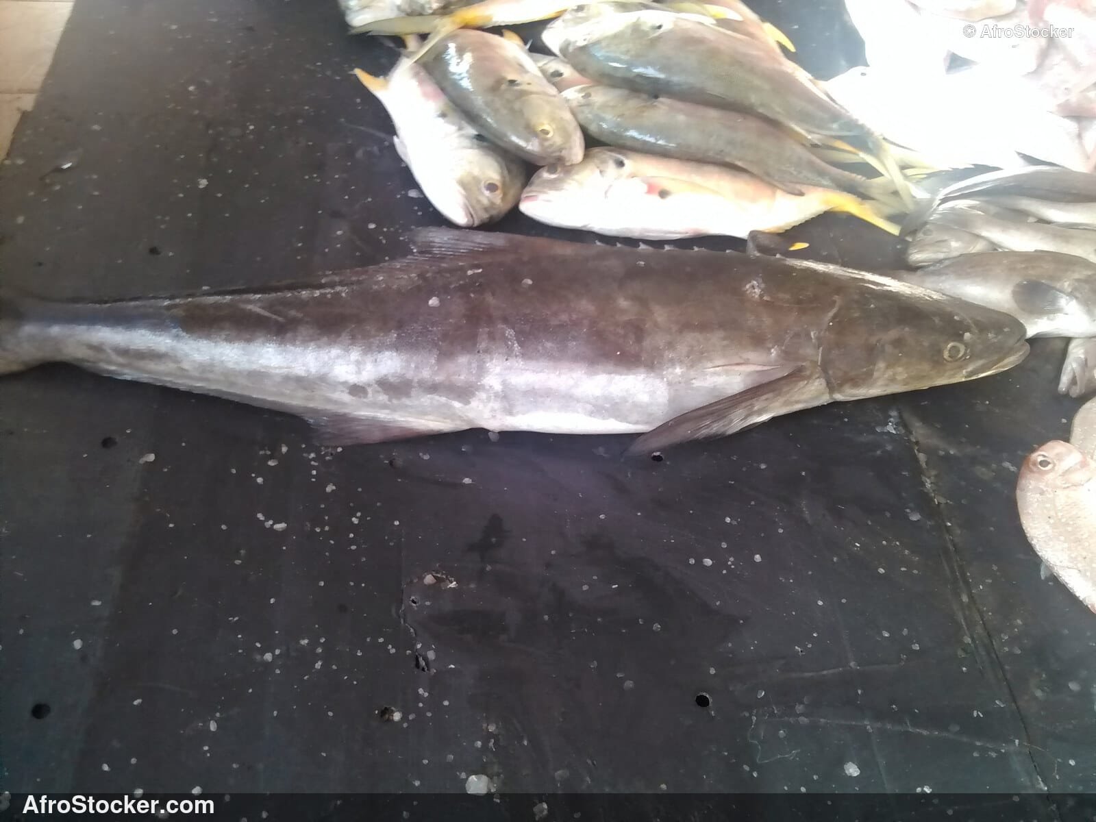 Fish Stall Coastal Village / Stand de Poissons Village Côtier | AfroStocker