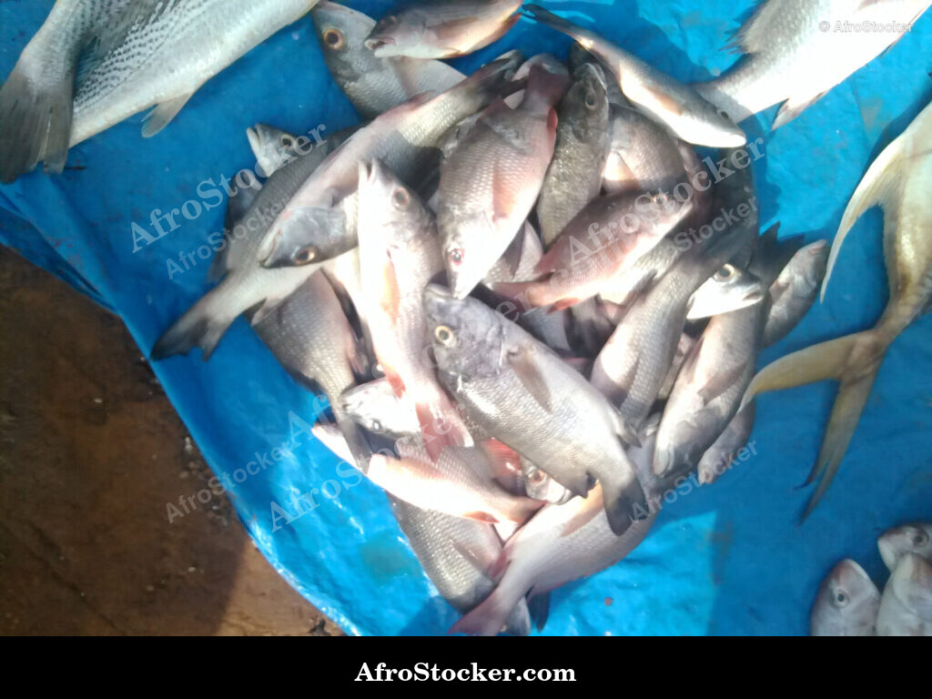 Fish Seller African Market / Marchand de Poissons Marché Africain | AfroStocker