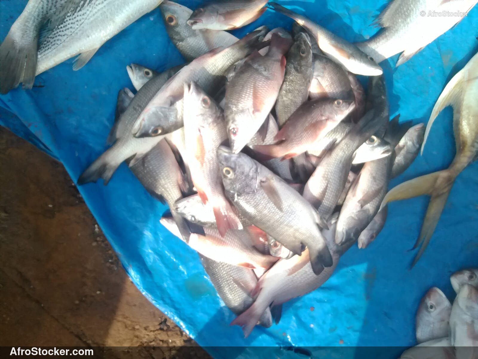 Fish Seller African Market / Marchand de Poissons Marché Africain | AfroStocker