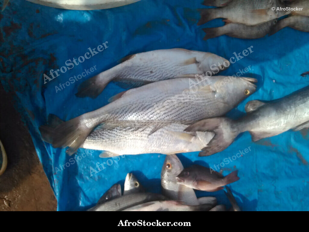Fresh Fish African Market / Poissons Frais Marché Africain | AfroStocker