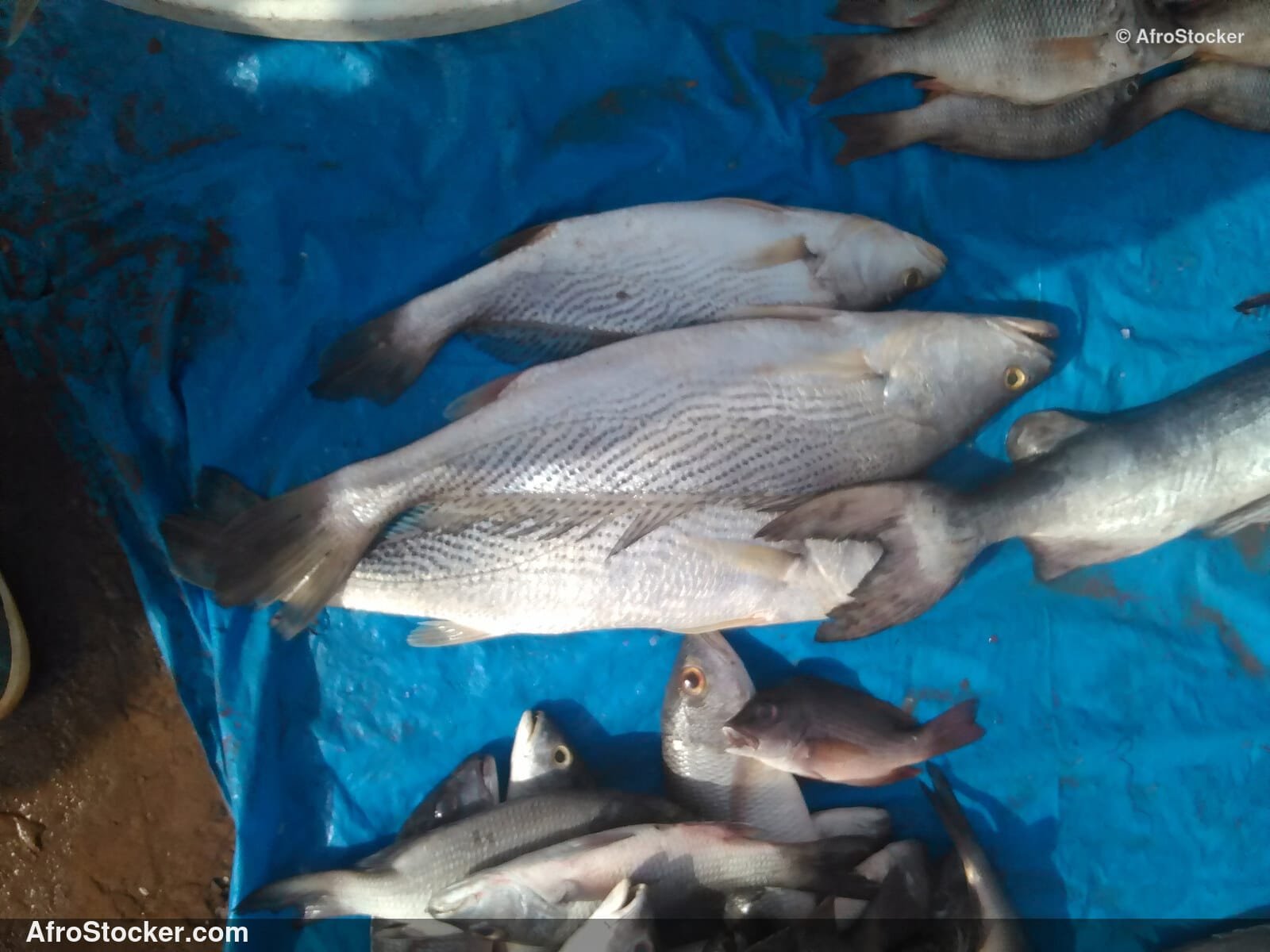 Fresh Fish African Market / Poissons Frais Marché Africain | AfroStocker