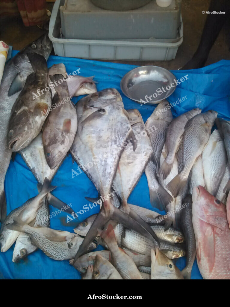 Fish Market African Market / Marché aux Poissons Marché Africain | AfroStocker